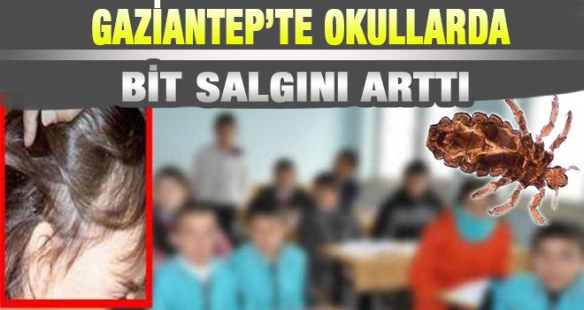 Gaziantep'te okullarda bit salgınına dikkat!