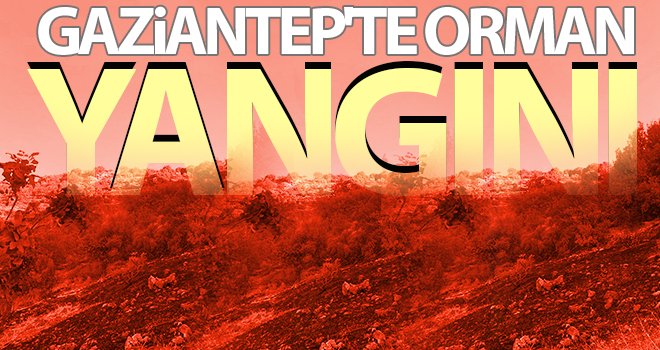 Gaziantep'te orman yangını! 150 dönüm arazi kül oldu