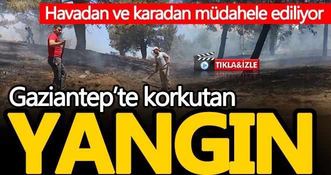 Gaziantep'te orman yangınında köylülerden seferberlik