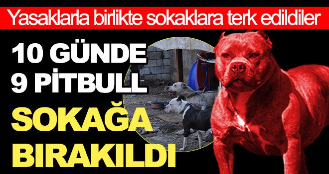 Gaziantep'te pitbull cinsi köpekler sokağa terk edildi