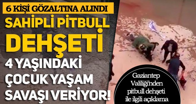 Gaziantep'te Pitbull dehşeti daha! Gözaltılar var 