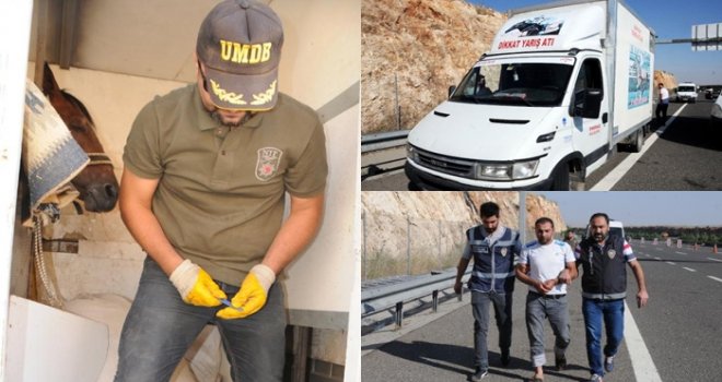 Gaziantep'te yarış atı taşıyan kamyonette esrar 