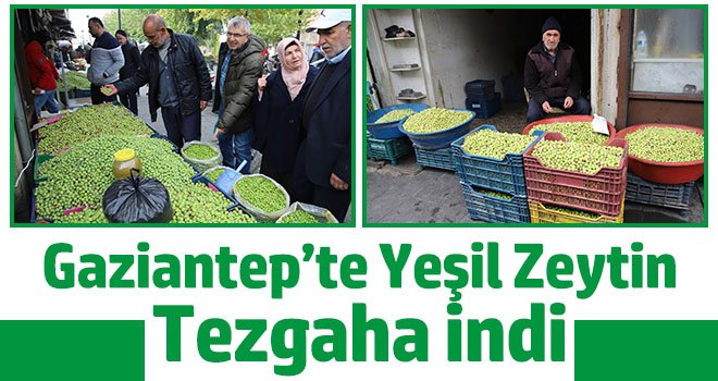 Gaziantep’te yeşil zeytin tezgaha indi