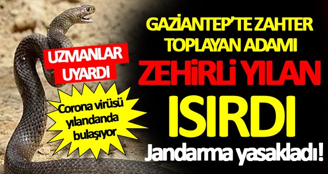 Gaziantep'te yılan tehlikesi: Corona virüsü yılanlardan insanlara!..