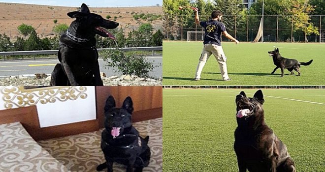 Gaziantep'teki bomba arama köpeği “GECE” Türkiye birincisi oldu