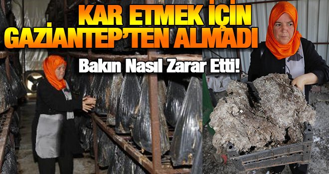 Girişimci kadını, pamuk iflas ettirdi