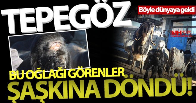 Görenleri şaşırtan oğlak! Tepegöz