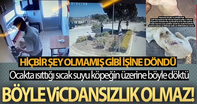 Güvenlik görevlisi ocakta ısıttığı sıcak suyu sokak köpeğinin üzerine döktü