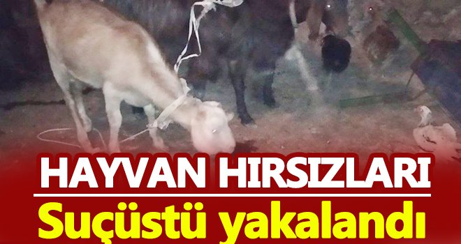 Hayvan hırsızları suçüstü yakalandı! Av tüfeği ve kesici alet ele geçirildi