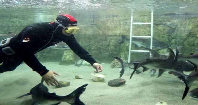 HAYVANAT BAHÇESİNDE BALIKLARA ÖZEL “YEŞİL DİYET”