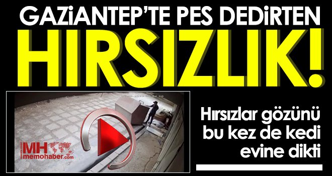 Hırsızlar gözünü bu kez de kedi evine dikti