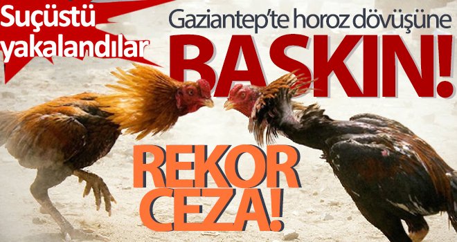 Horoz dövüştüren 71 şahsa 129 bin 149 lira idari para cezası uygulandı