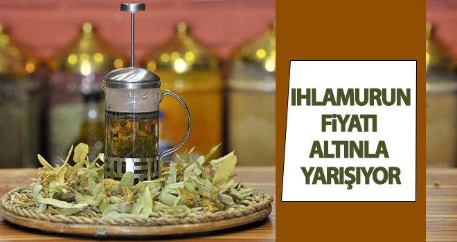 Ihlamurun fiyatı altınla yarışıyor