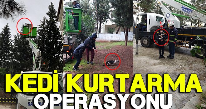 İki gündür ağaçta mahsur kalan kedi kurtarıldı