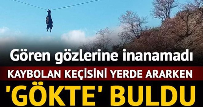 İlginç görüntü: Boynuzu tellere takılan keçi gökyüzünde süzüldü
