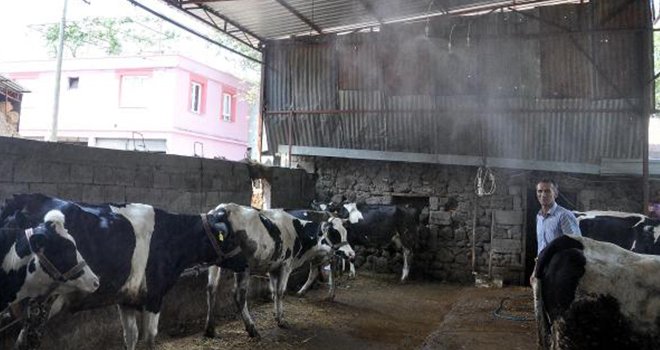 İneklerde süt verimi artı