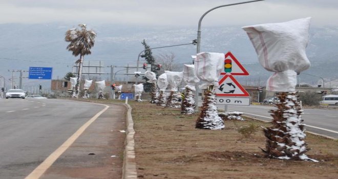 İslahiye'de Ağaçlar Dona Karşı Naylona Sarılıyor