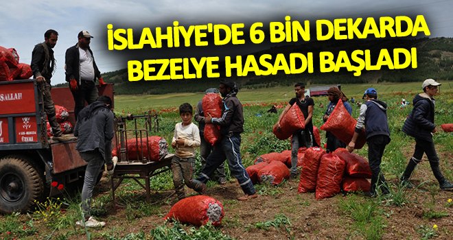 İslahiye'de bezelye hasadı başladı