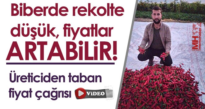 İslahiye’de kırmız altının hasadı başladı 