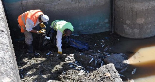 İslahiye'de kıyıya vuran balıklar toplandı