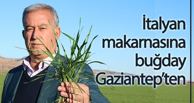 İtalyan makarnasına buğday Gaziantep’ten