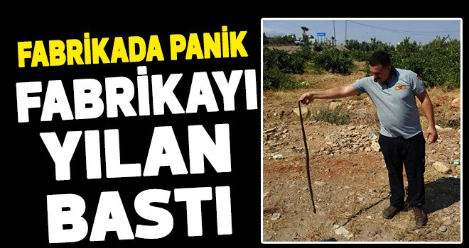 İtfaiyeden yılan operasyonu