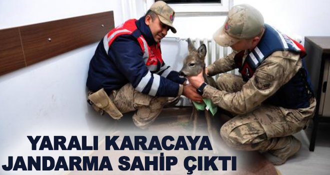 Jandarma, yaralı yavru karacaya sahip çıktı