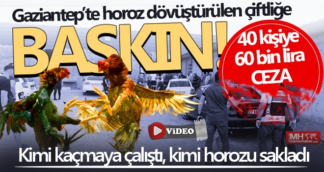 Jandarmadan horoz dövüştürülen çiftliğe operasyon