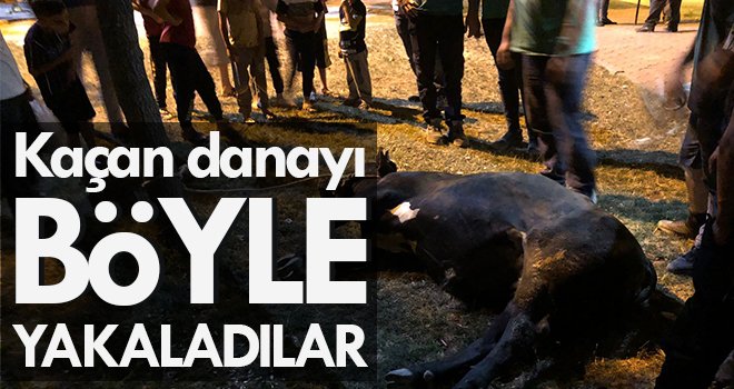 Kaçan danayı kurban yakalama timi yakaladı