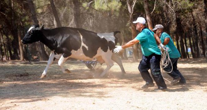 Gaziantep'te kaçan kurbanlıklar drone ile yakalanacak
