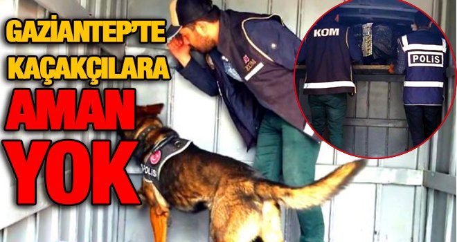 Kamyonet zulasındaki kaçak sigarayı eğitimli köpek buldu