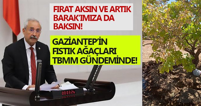 Kaplan: Bir fıstık ağacı 20 yılda yetişiyor