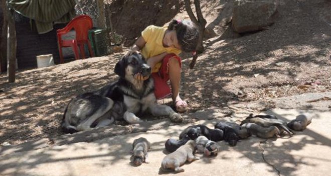 'Karakız' tek batında 13 yavru doğurdu