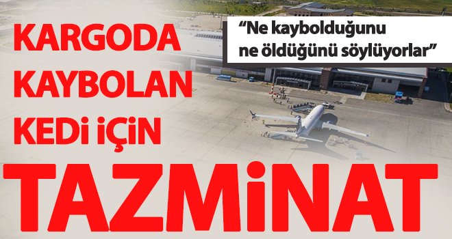 Kargoda kaybolan kedi için tazminat