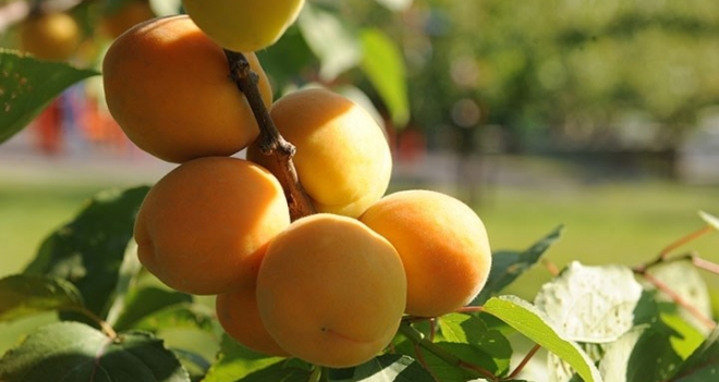 Kayısının Dünya Başkenti Malatya