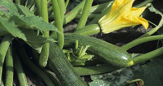 Kendi yetiştirdiği kabaktan öldü