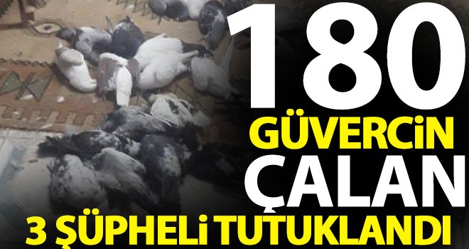 Kilis'te 180 güvercin ile yakalanan 3 kişi tutuklandı