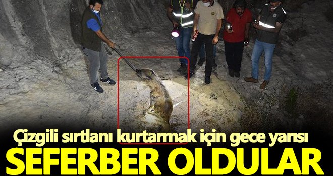 Kırmızı listesinde yer alan çizgili sırtlan yaralı halde bulundu