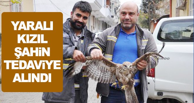 Kızıl şahin tedavisinin ardından doğaya salınacak