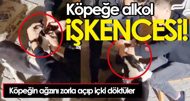 Köpeğe alkol işkencesi! Köpeğin ağzını zorla açıp içki döktüler