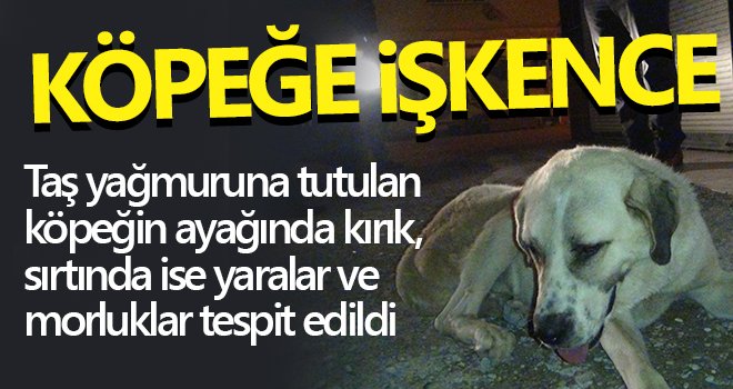 Köpeğe işkence iddiası....