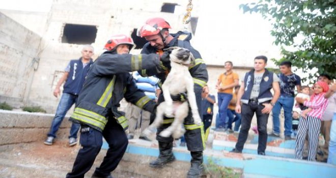 Köpeğe işkence yapıp, 20 metre yükseklikten attılar