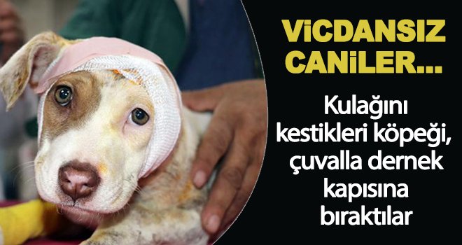 Köpeğin kulağını kesip, çuvalla dernek kapısına bıraktılar