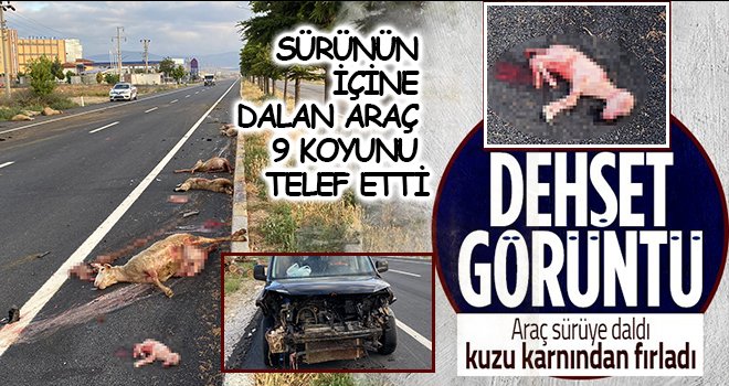 Korkunç kazada hamile koyunun karnındaki kuzu dışarı fırladı