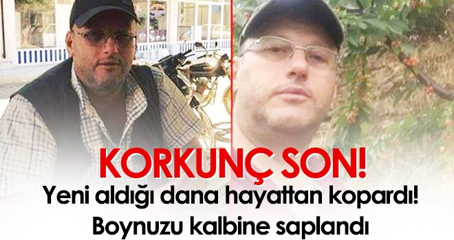 Korkunç son! Kızgın dananın boynuz darbesi sahibini öldürdü