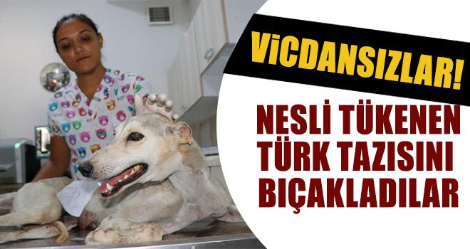 Koruma altına alınan Türk tazısını bıçakladılar