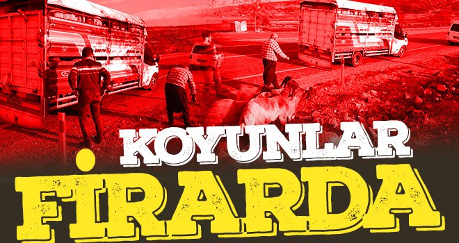 Koyunlar firarda