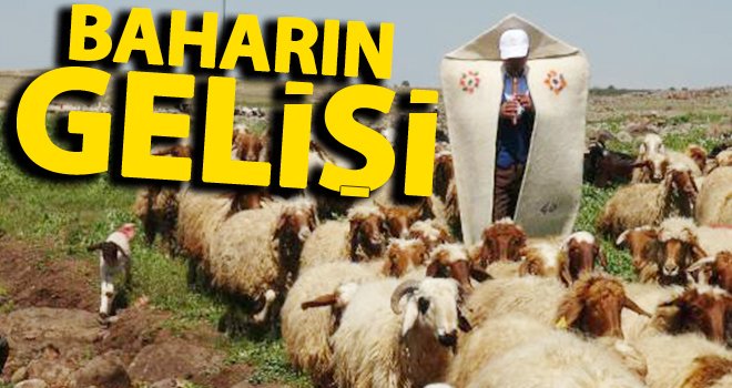 Koyunlar, kaval çalınarak meraya salındı