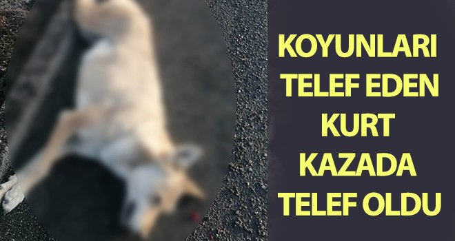 Koyunları telef eden kurt kazada telef oldu