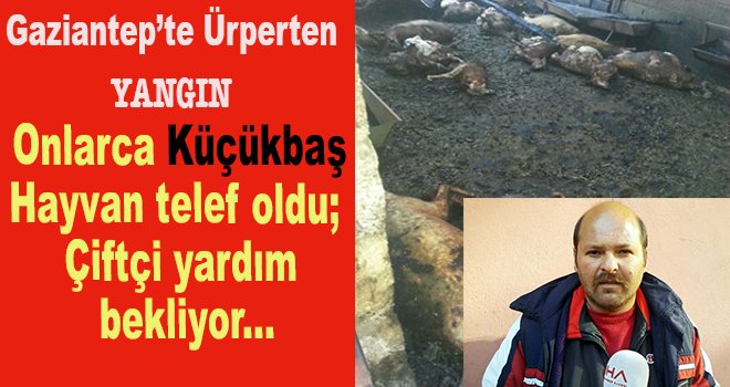 Koyunları yangında telef olan çiftçi yardım istiyor